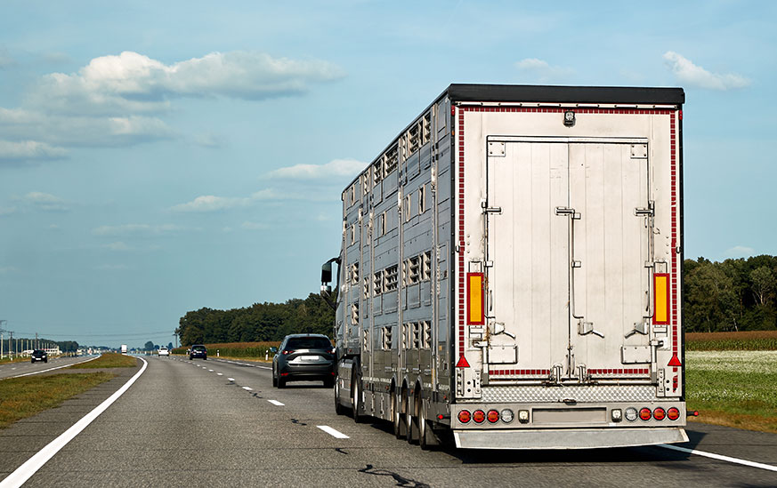 L’EFSA (European Food Safety Authority – Autorité européenne pour la sécurité alimentaire) a publié le 7 septembre des recommandations sur le transport d’animaux vivants